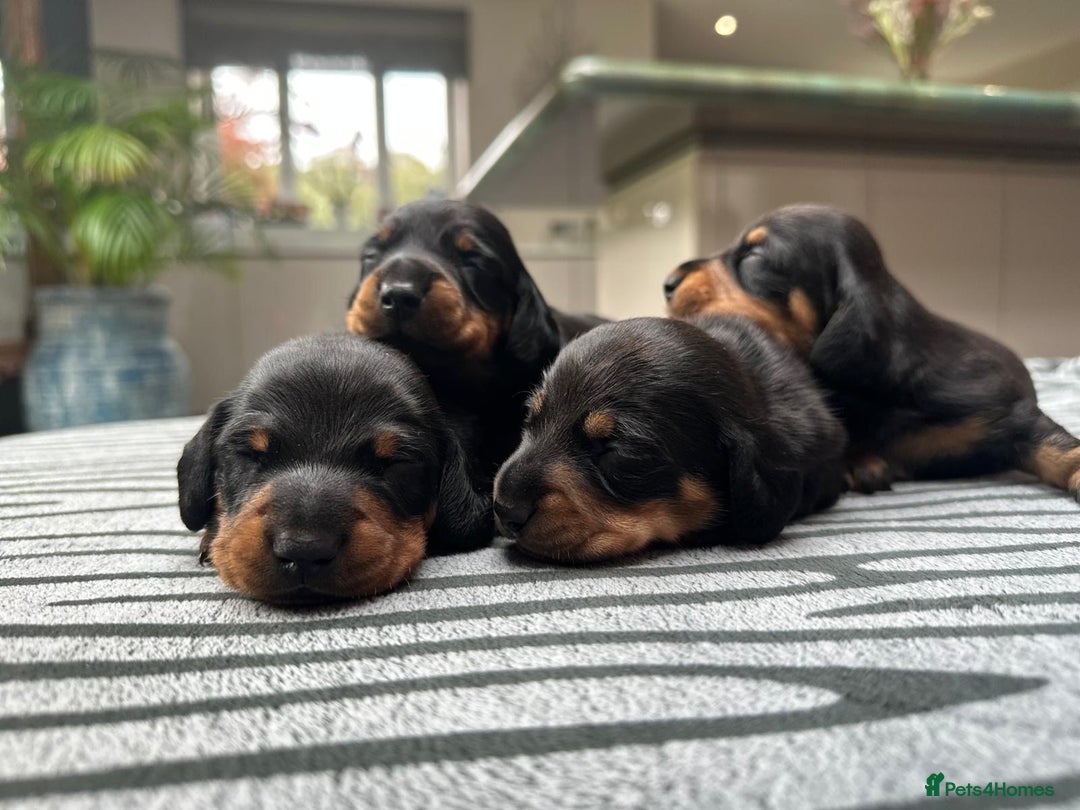 Miniature Dachshund dogs for sale: KC short haired miniature Black and Tan puppies - Image 4