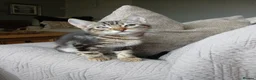 Bengal cats for sale: 3/4 Bengal Kittens - Advert 16