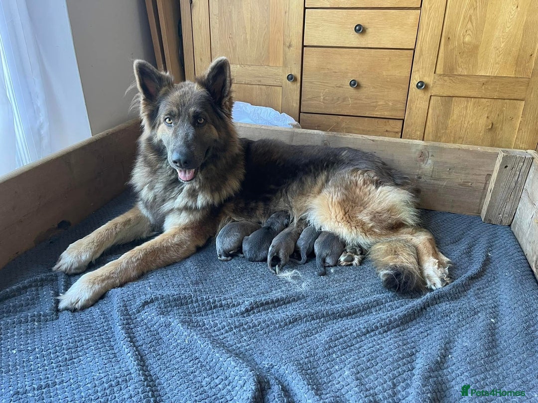 German Shepherd dogs for sale: Blue/Tan Pedigree German Shepherd puppies - Image 1