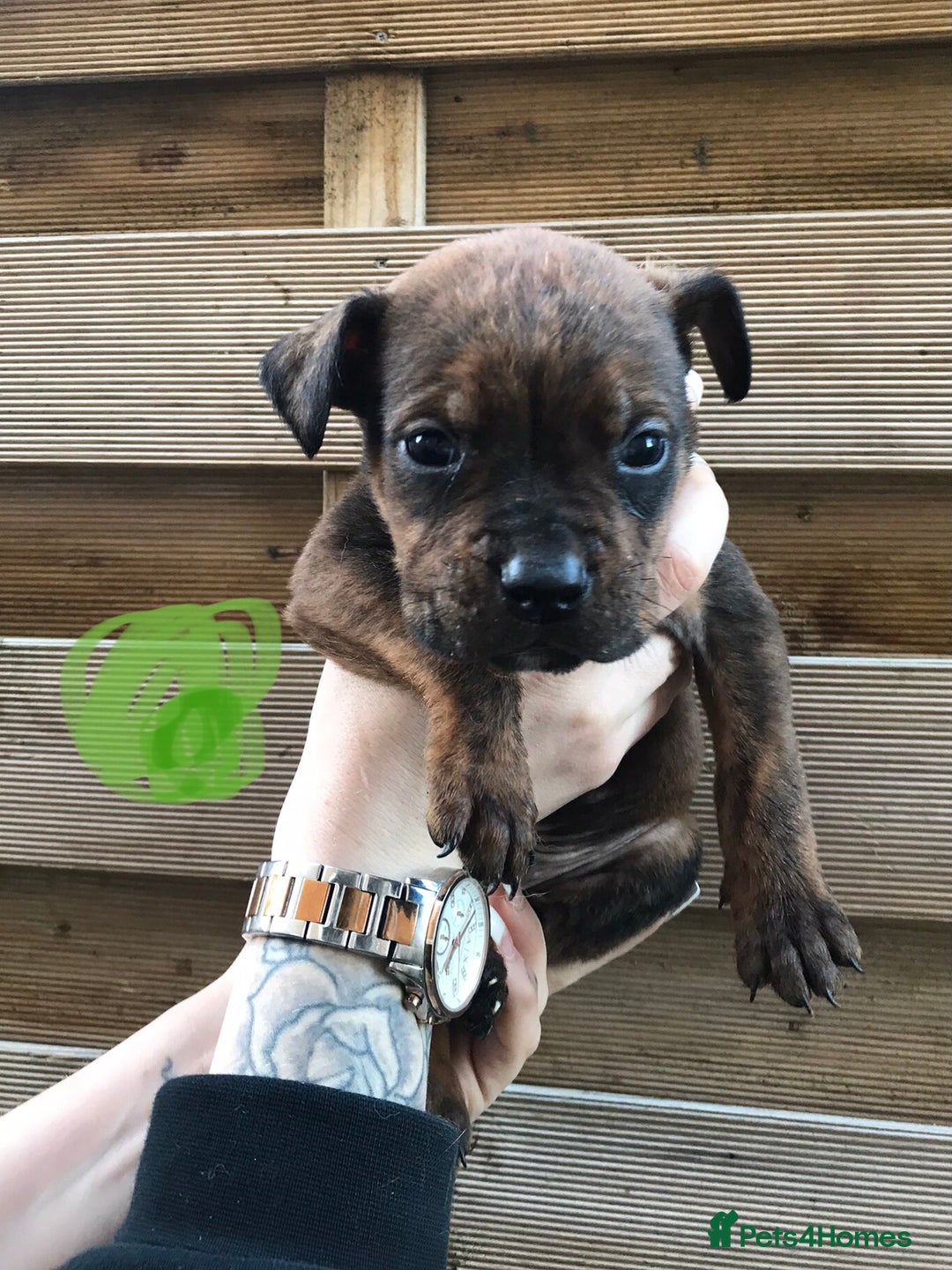 Mixed Breed dogs for sale: Bullweiller pups Merle  - Advert 16