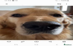 Golden Retriever dogs for stud: Wonderful Walter  for stud - Image 4