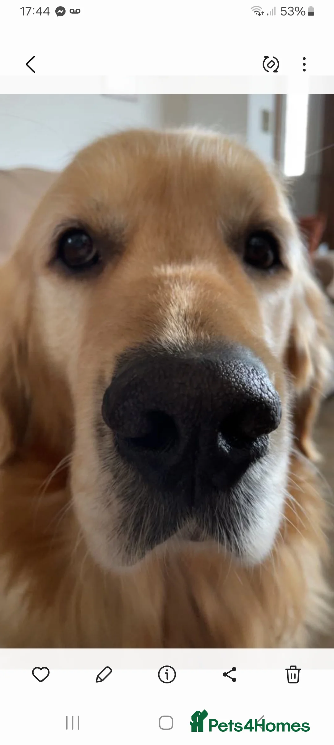 Golden Retriever dogs for stud: Wonderful Walter  for stud - Advert 4