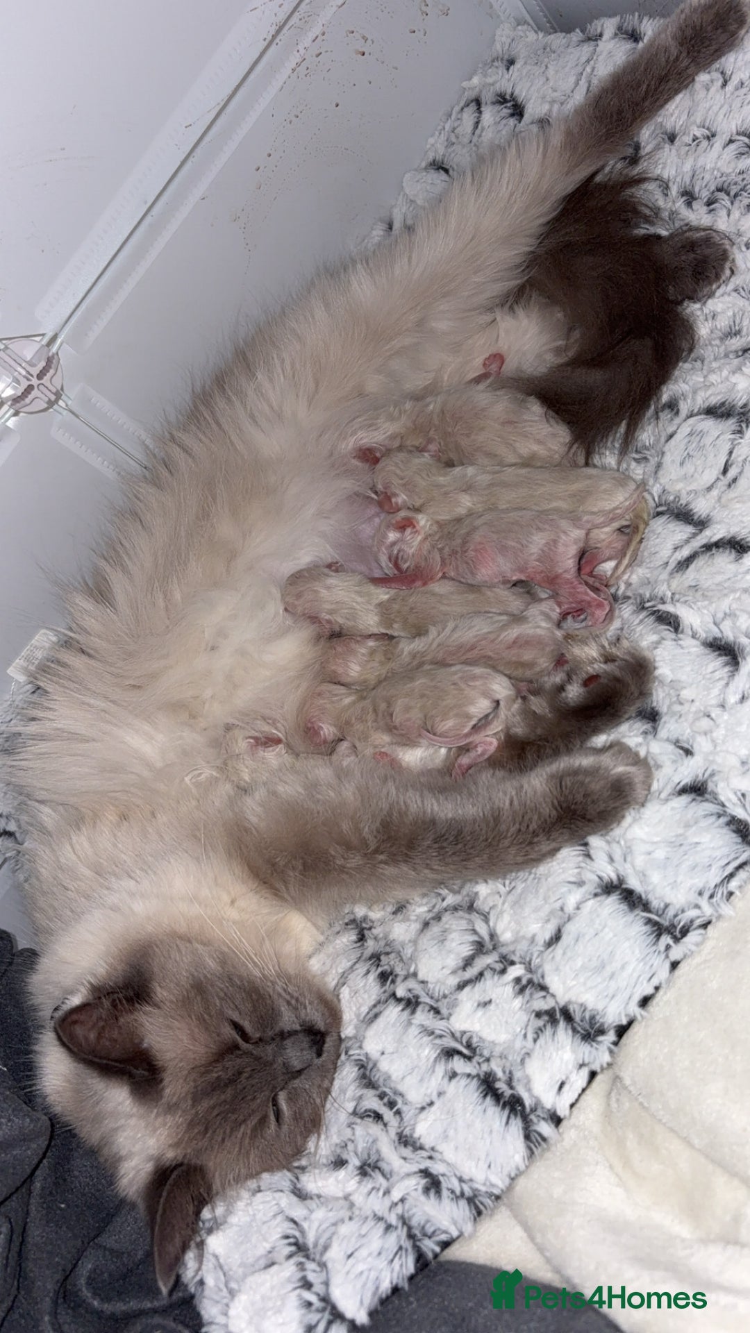 Ragdoll cats for sale: Beautiful Ragdoll Kittens – Champion Bloodlines - Image 8