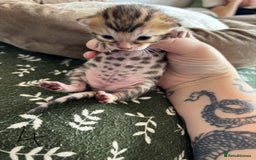 Bengal cats for sale: Bengal kittens - Image 12
