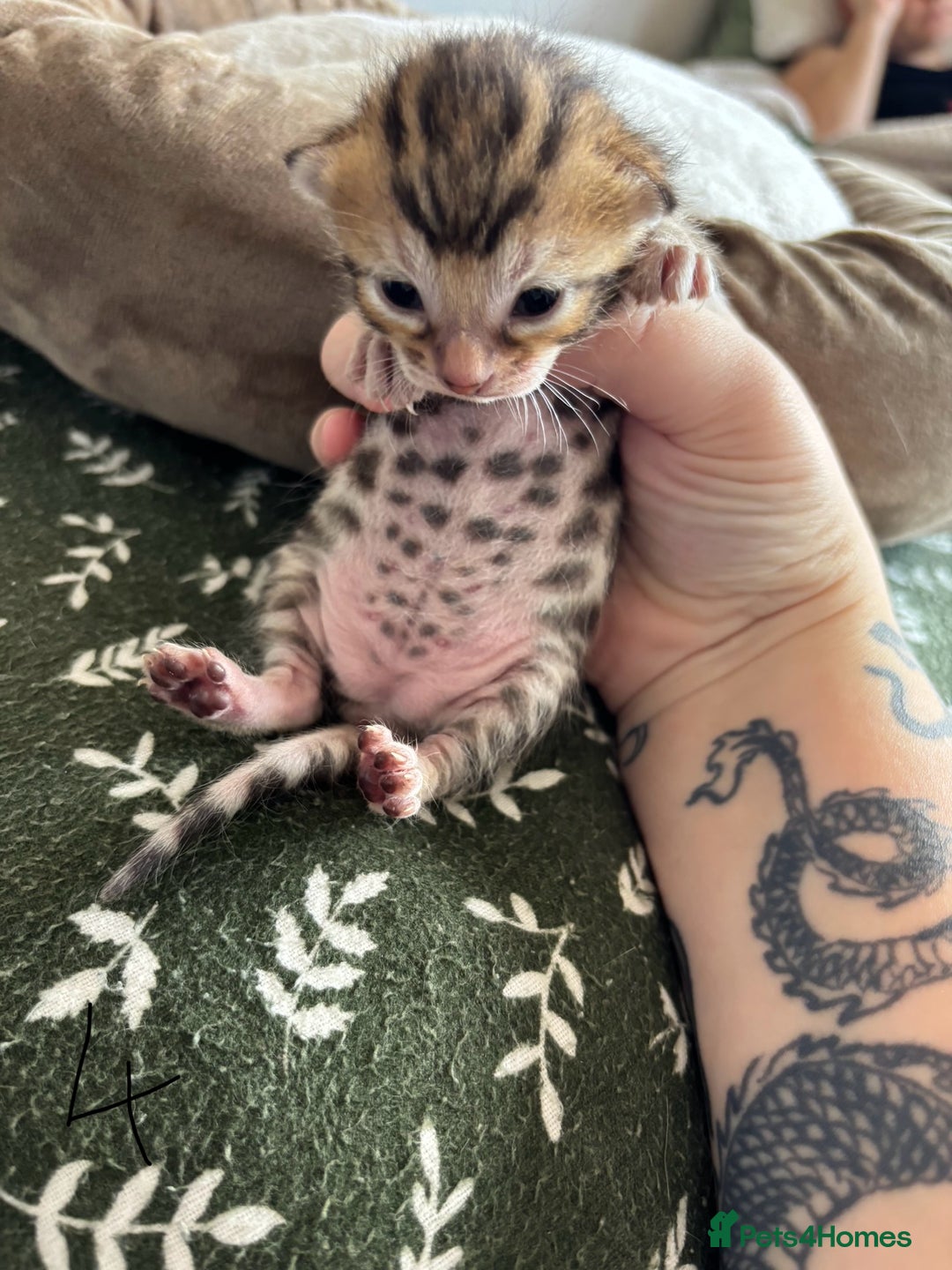 Bengal cats for sale: Bengal kittens - Image 12