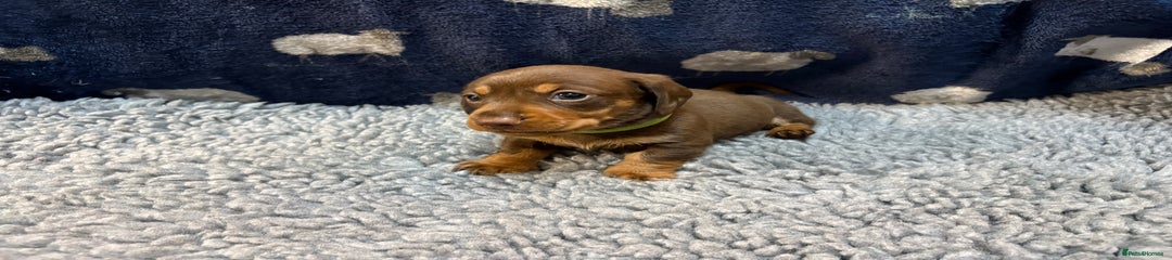 Miniature Dachshund Puppy 2 Green