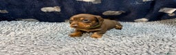Miniature Dachshund dogs for sale: KC Miniature Dachshund Puppies Last Boy 🐶 - Advert 8