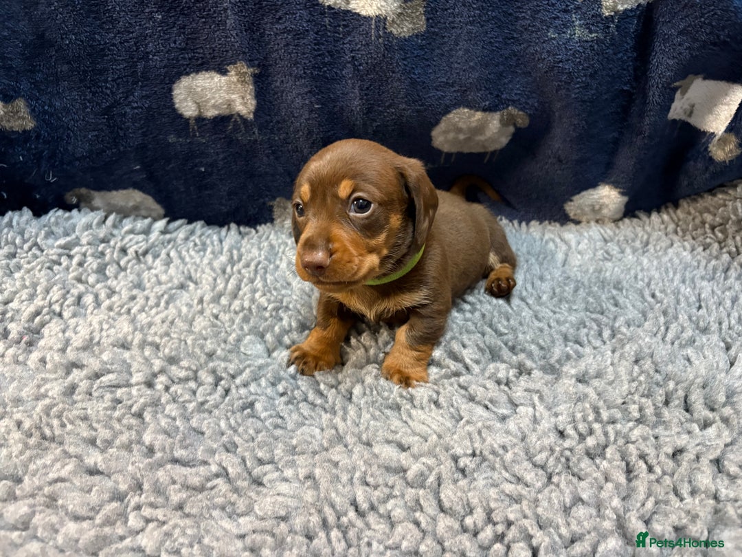 Miniature Dachshund dogs for sale: KC Miniature Dachshund Puppies Last Boy 🐶 - Advert 8