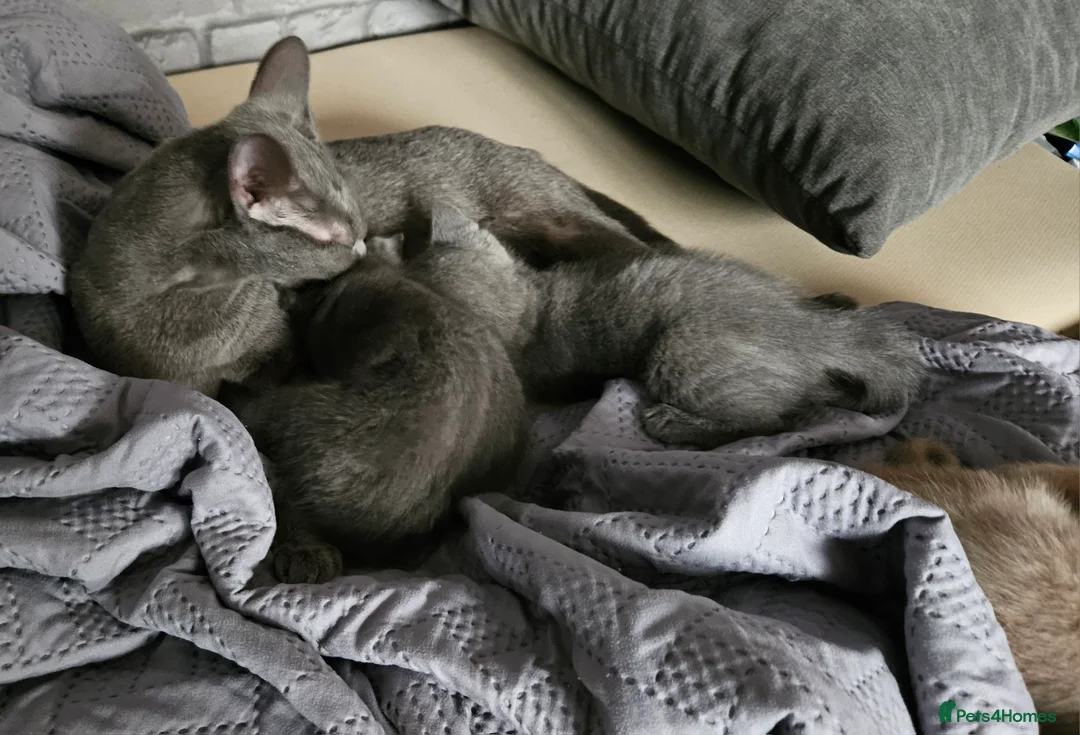 Russian Blue cats for sale: Russian blue  - Advert 1