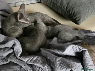 Russian Blue cats Russian blue - Advert 3