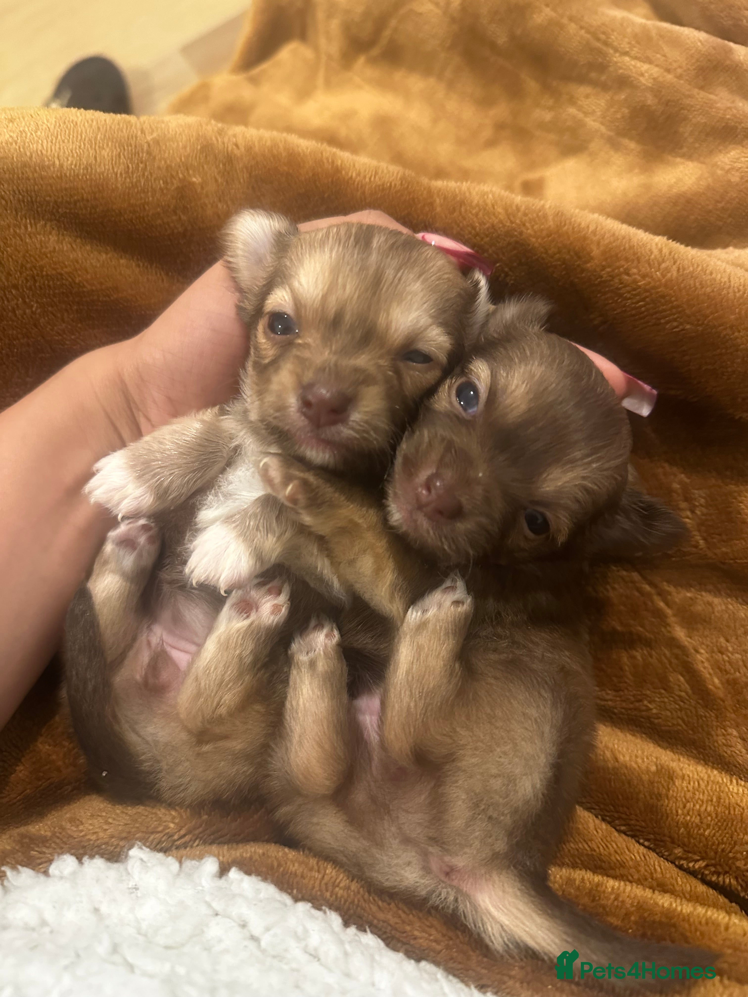 Chihuahua dogs Two Beautiful Female Chocolate Chihuahua Puppies - Advert 13