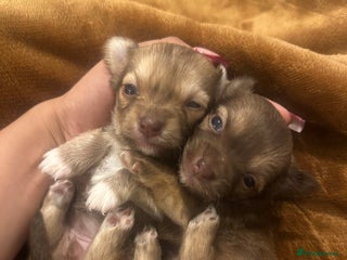 Chihuahua dogs Two Beautiful Female Chocolate Chihuahua Puppies - Advert 8