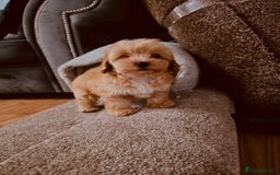 Maltipoo dogs for sale: Maltipoo  - Image 6