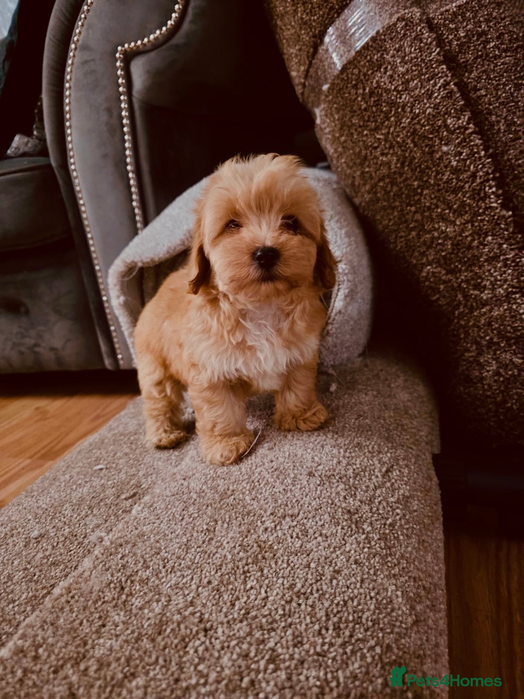Maltipoo dogs for sale: Maltipoo  - Image 6
