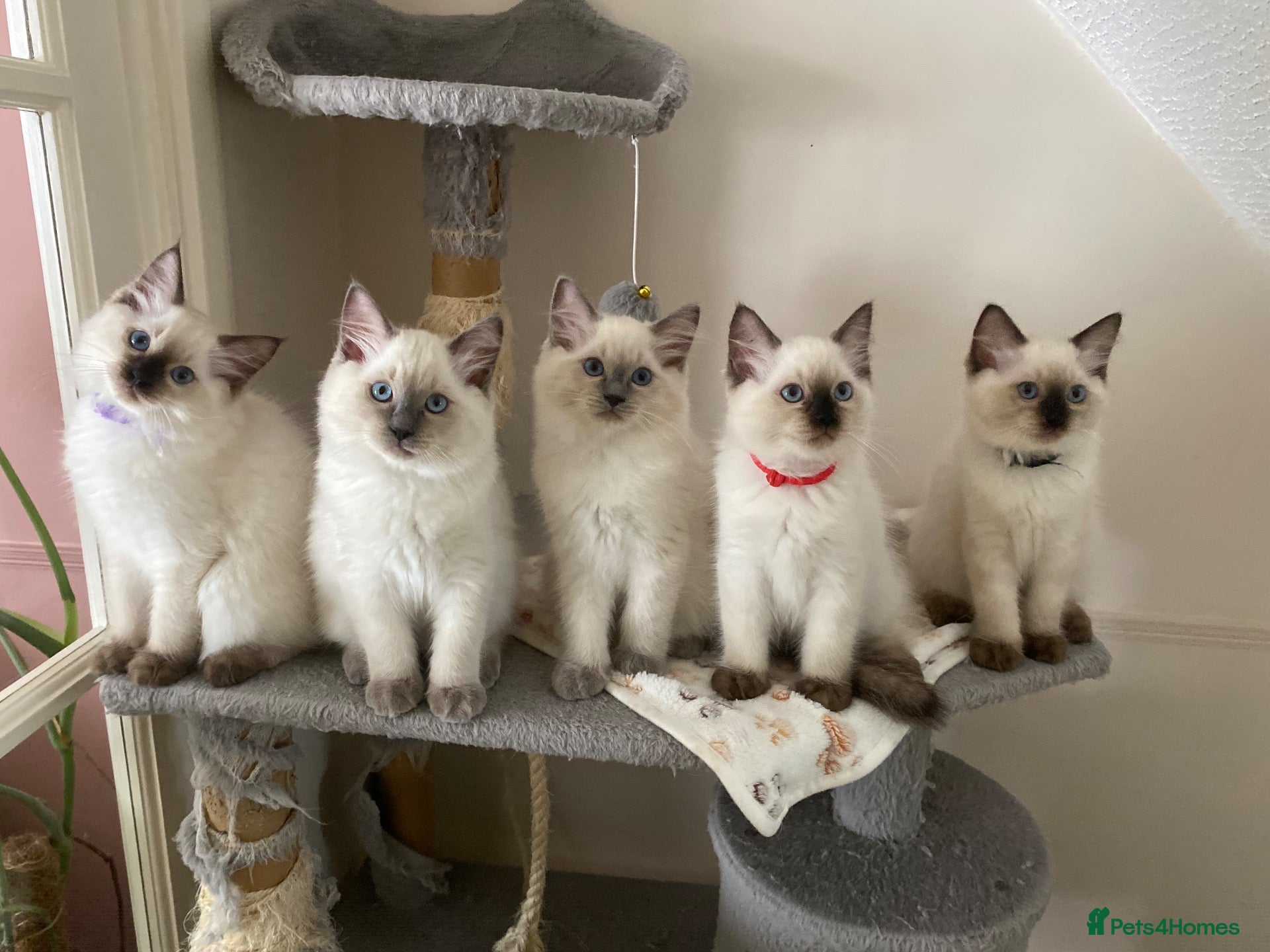 Ragdoll cats Ragdoll kittens - Advert 3