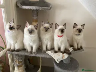 Ragdoll cats Ragdoll kittens - Advert 1