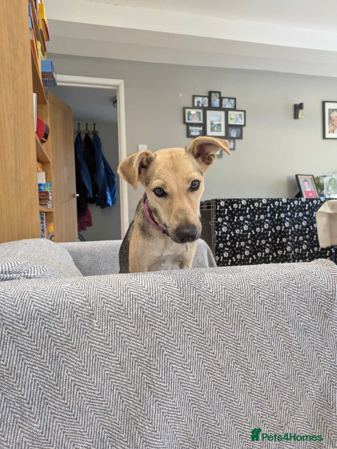 Mixed Breed dogs for adoption: Cute Heidi looking for LOVE - Image 8