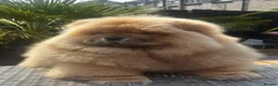 Chow Chow dogs for sale: MALE CHOW CHOW REAVAILABLE  - Advert 5
