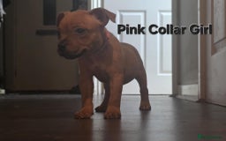 Staffordshire Bull Terrier dogs for sale: LAST ONE! KC RED STAFFORDSHIRE BULL TERRIER PUPS. - Image 13