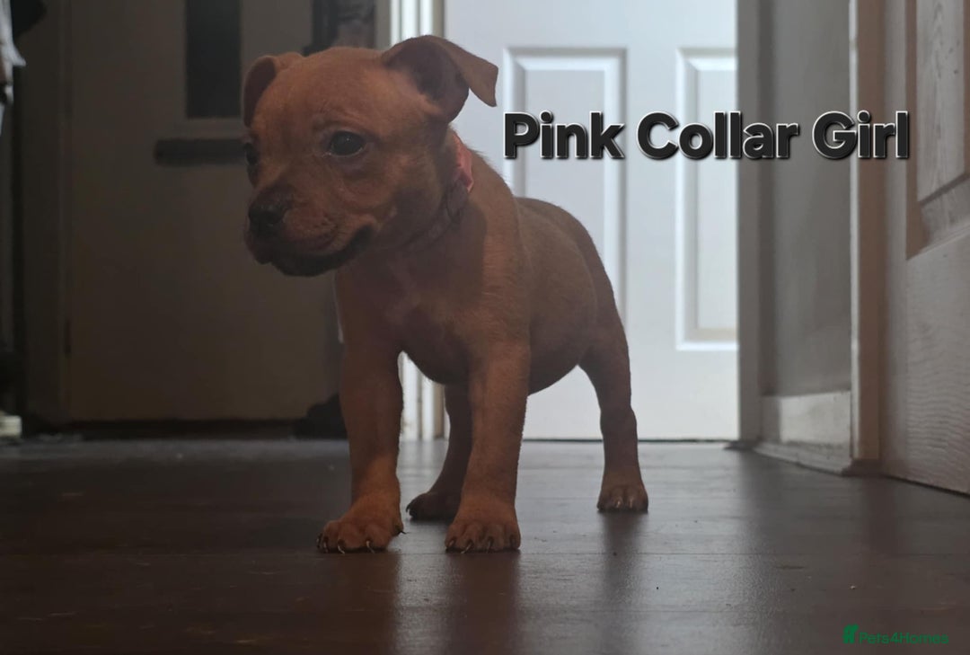 Staffordshire Bull Terrier dogs for sale: LAST ONE! KC RED STAFFORDSHIRE BULL TERRIER PUPS. - Image 13