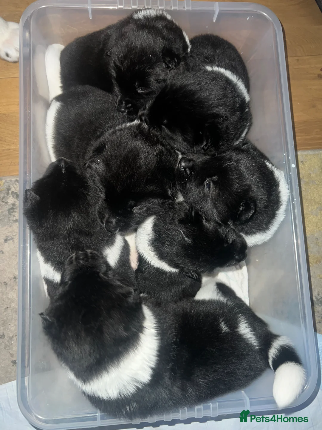 Akita dogs for stud: Champion Bloodline American Akita for Stud  in Coventry - Advert 8