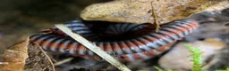 Millipedes invertebrates for sale: Atopochetus dollfusi, Rainbow Millipede Juveniles - Advert 6