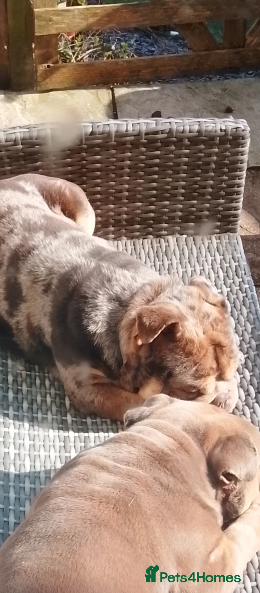 English Bulldog dogs for sale: Rolo xx in Crickhowell - Advert 2