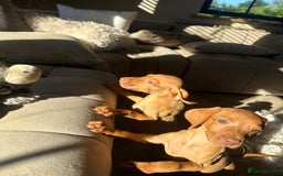 Hungarian Vizsla dogs for sale: 🐾KC Registered Hungarian Vizsla puppies🐾 - Image 7