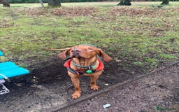 Hungarian Vizsla dogs for stud: Hungarian vizsla for stud (kc) - Image 2