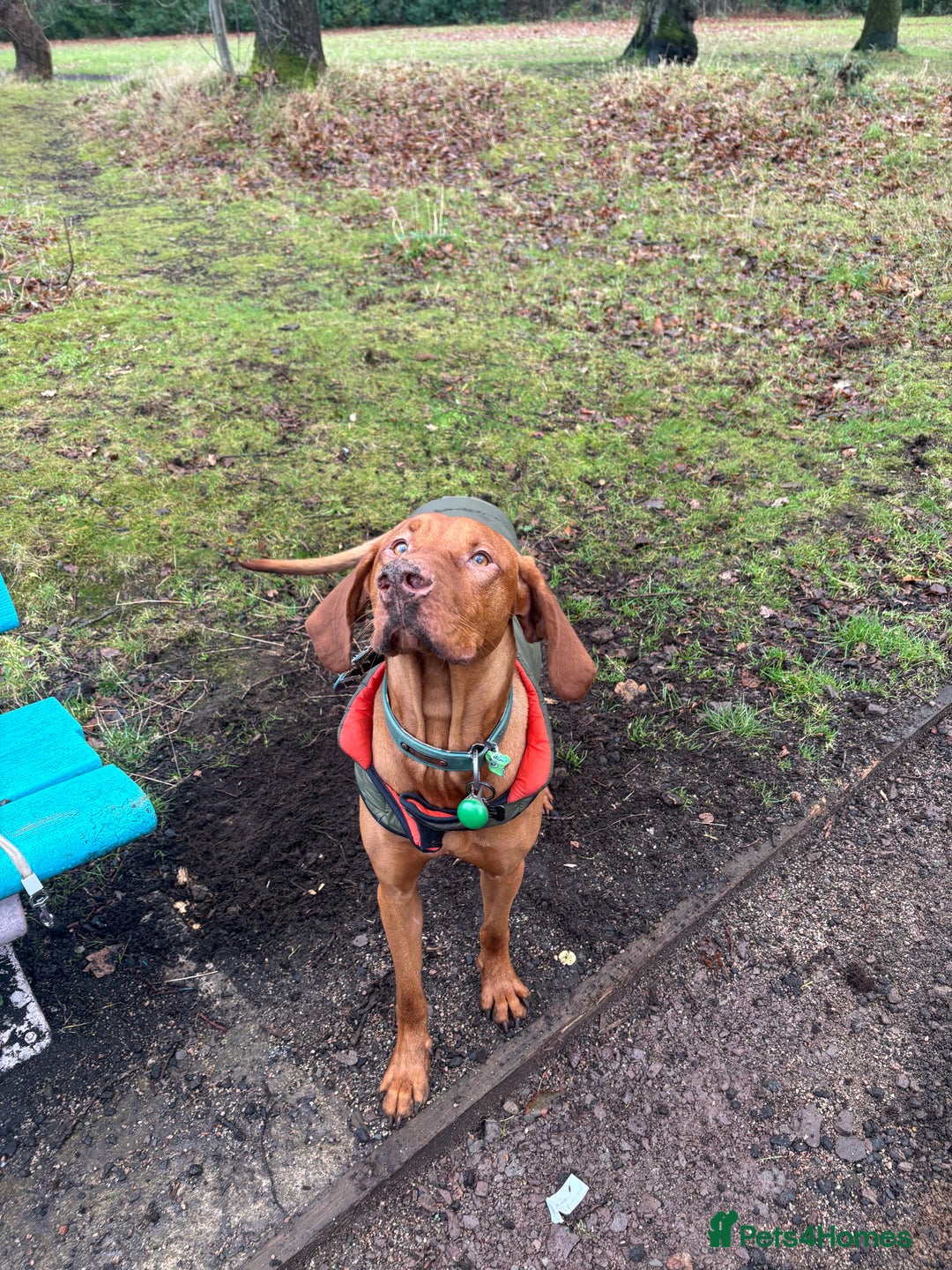 Hungarian Vizsla dogs for stud: Hungarian vizsla for stud (kc) - Image 2