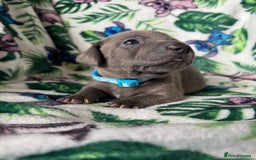 Mixed Breed dogs for sale: Beautiful Daffys - staffy cross dachshund  - Image 15