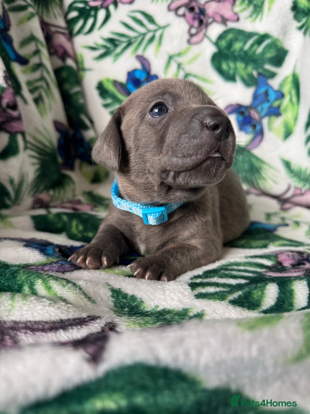 Mixed Breed dogs for sale: Beautiful Daffys - staffy cross dachshund  - Image 15