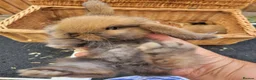 Mini Lop rabbits for sale: 5 + 2x Mini lops babies - Advert 5