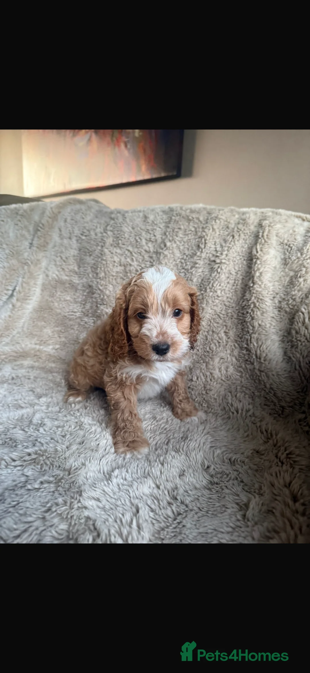 Cockapoo dogs for sale: F1 Cockapoo puppies - Advert 20