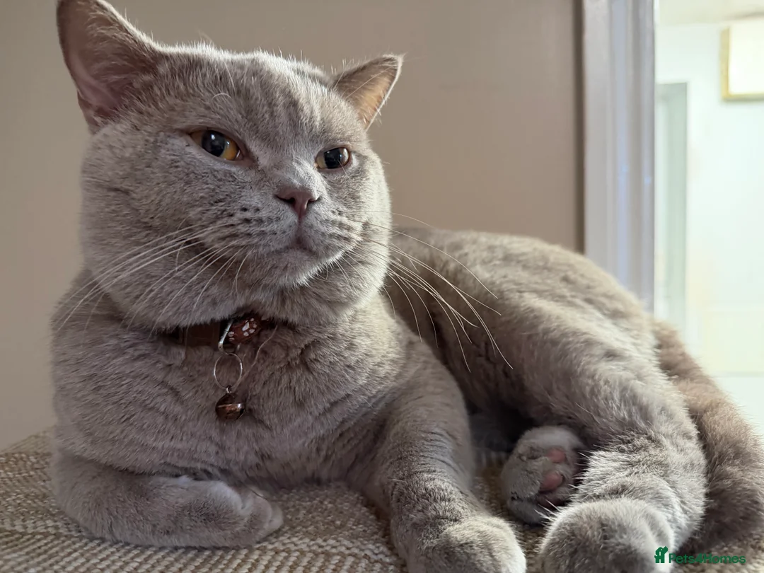 British Shorthair cats for sale: Beige British short hair  - Advert 3