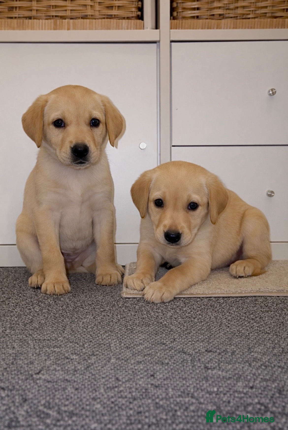 Labrador Retriever dogs for sale: Exceptional KC Reg Labrador Puppies – Due July 4th - Advert 7
