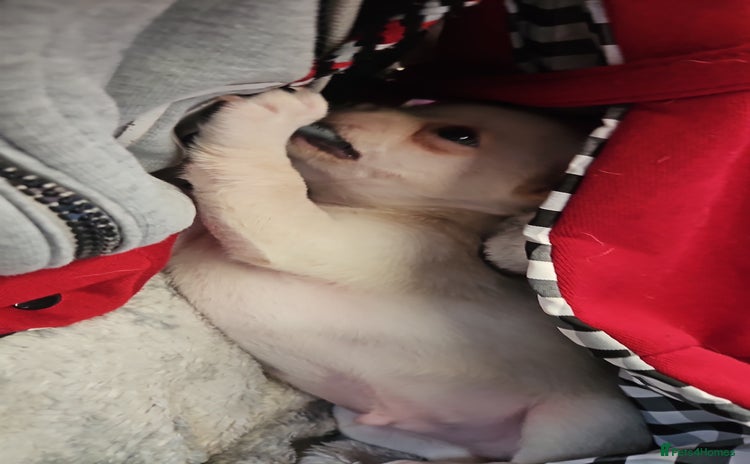 Chihuahua dogs - Advert 2
