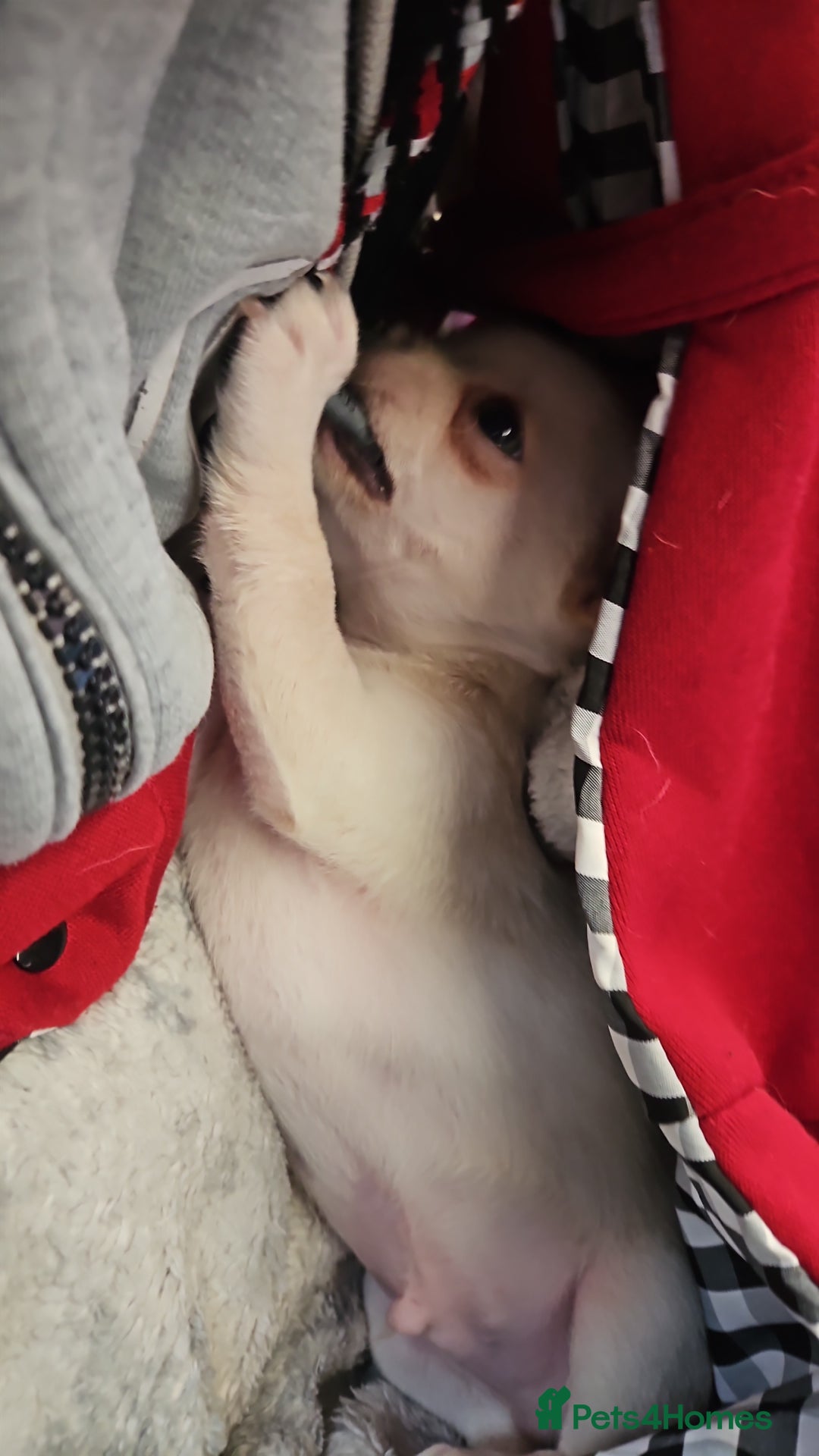 Chihuahua dogs for sale: Teeny Chihuahua Pup   - Image 1