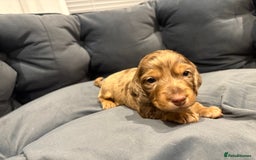 Dachshund dogs for sale: Dachshund puppies for sale  - Image 5