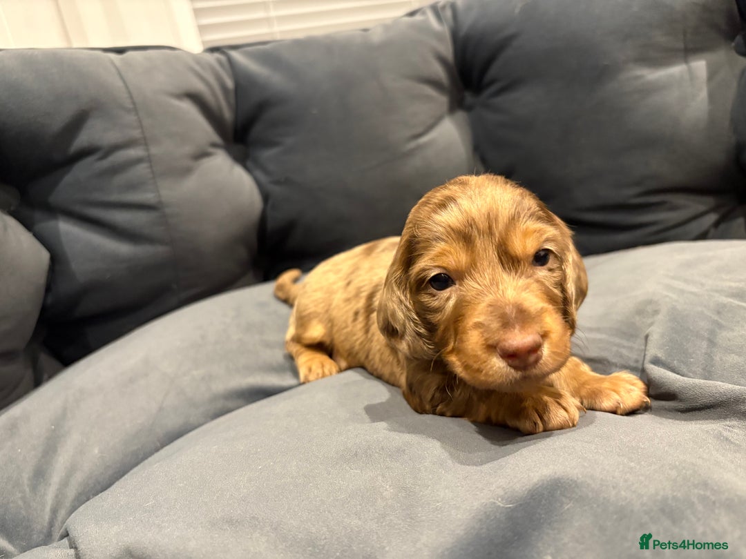 Dachshund dogs for sale: Dachshund puppies for sale  - Image 5
