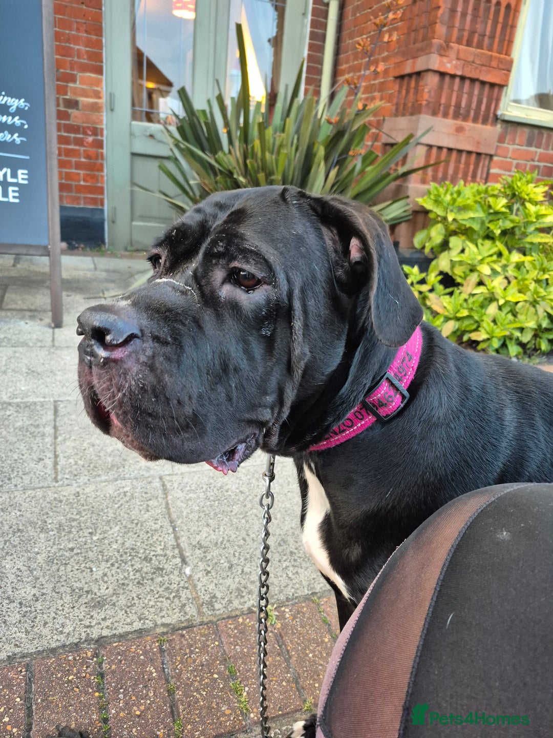Cane Corso dogs for sale: Cute Baby Boy Cane Corso Pup - Advert 2