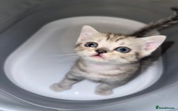British Shorthair cats for sale: British short hair kittens - Image 20
