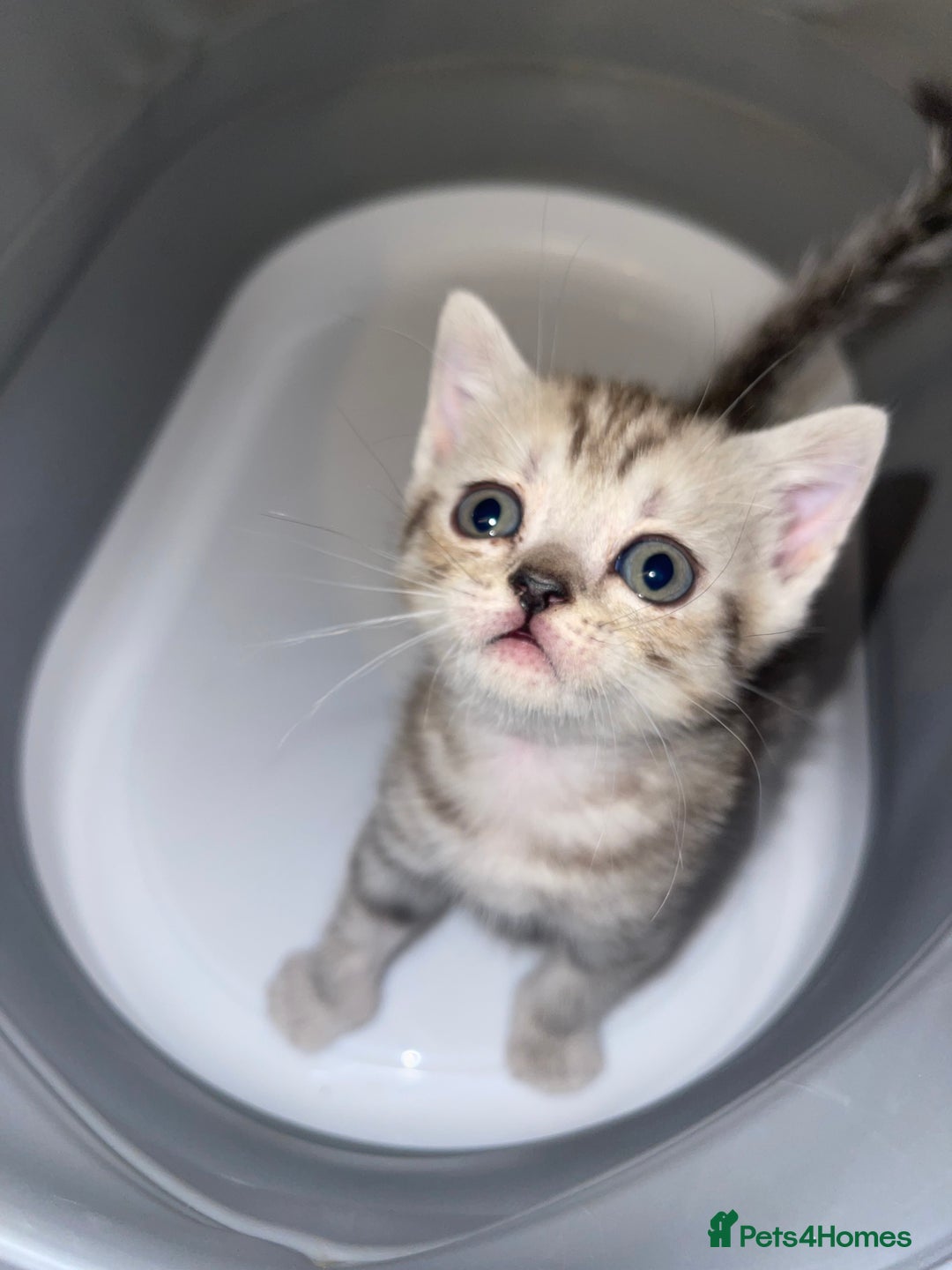 British Shorthair cats for sale: British short hair kittens - Image 20