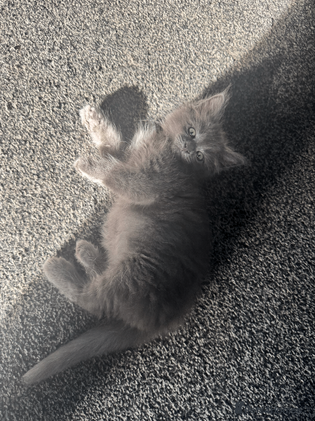 Maine Coon cats for sale: Adorable MaineCoon Ragdoll Cross Kittens Ready Now - Image 15