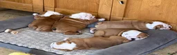 English Bulldog dogs for sale: Ch Sired Bulldog Puppies  - Advert 3