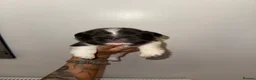 French Bulldog dogs for sale: Beautiful French Bulldog Puppies - Advert 6