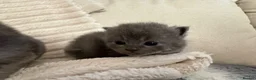 Scottish Fold cats for sale: 8 Beautiful blue Scottish folds  - Advert 12