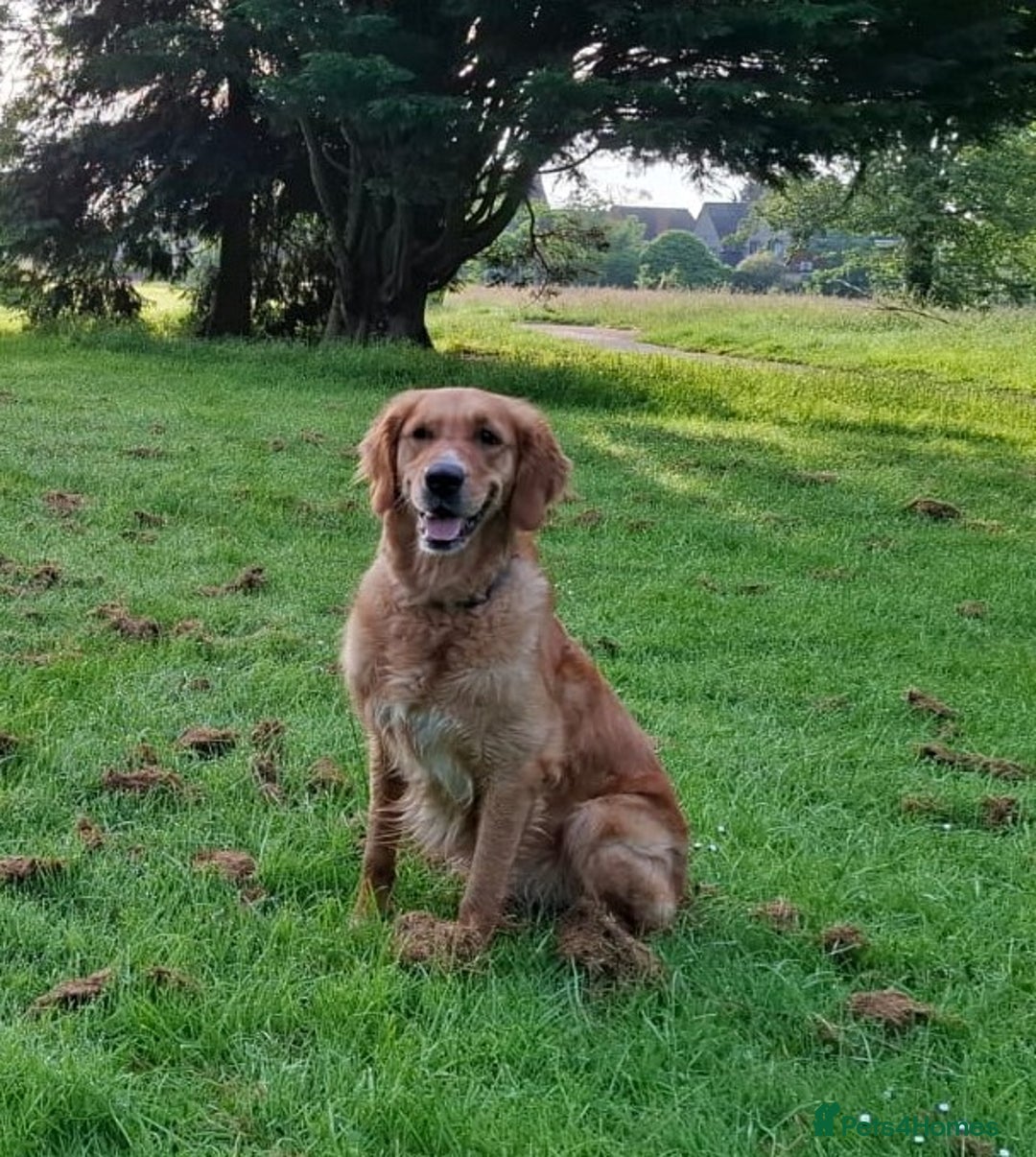 Golden Retriever dogs for sale: 🐾Sweet Golden Retriever Puppies-5 generation KC🐾 - Image 39