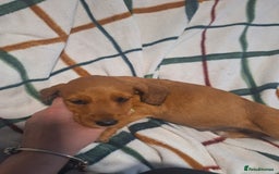 Mixed Breed dogs for sale: Beautiful dachshund mix puppies  - Image 9