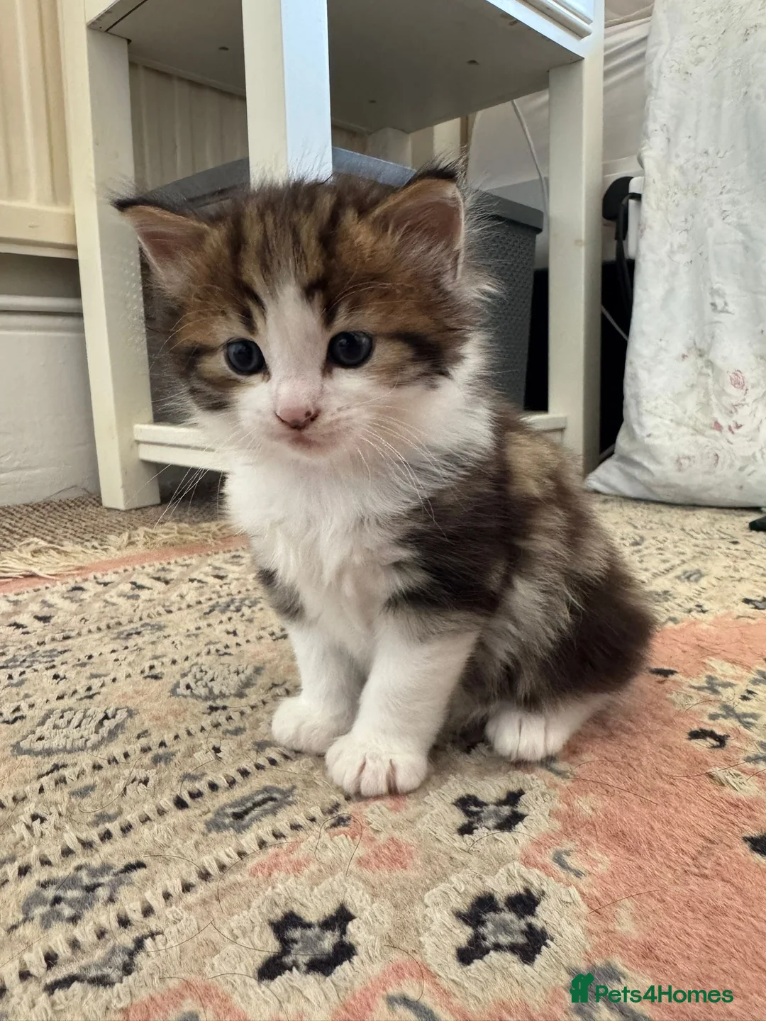 Mixed Breed cats for sale: Gorgeous Furr Babies  in Havant - Advert 2
